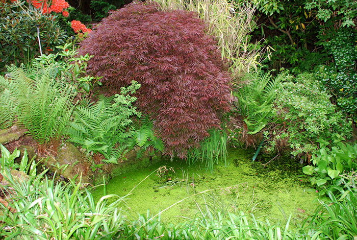 Quiet water garden at Plant World Gardens