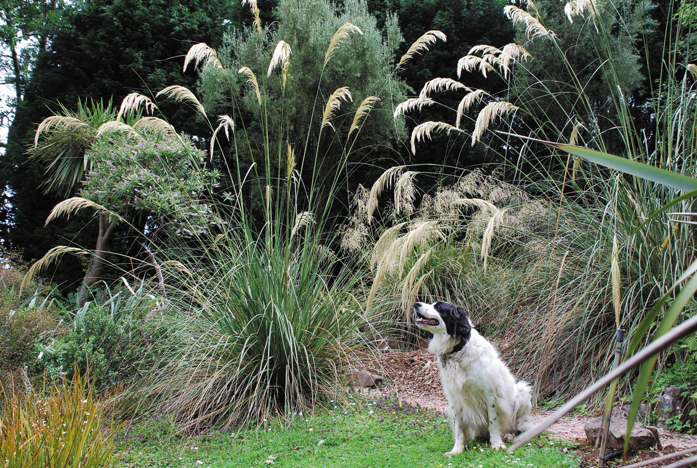 New Zealand Garden at Plant World Gardens