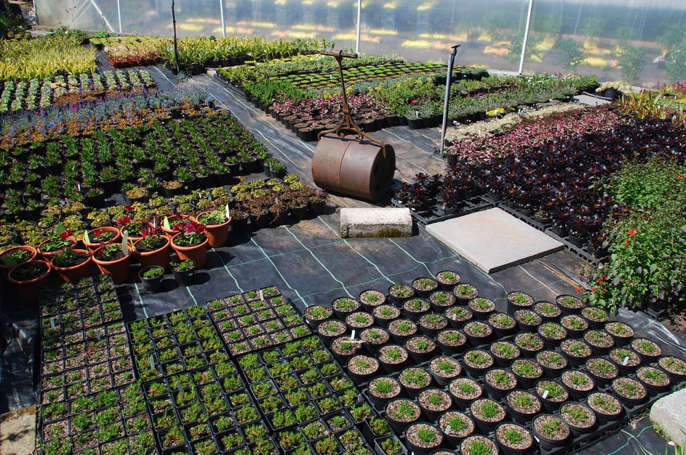 Plants arranged in the Plant World nursery